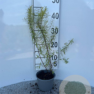 Spiraea thunbergii 30-40 cm C1.3