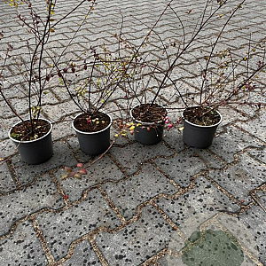 Symphoricarpos ch. 'Hancock' 30-40 cm C1.3