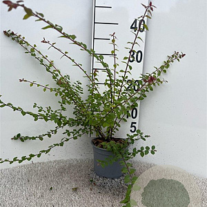 Symphoricarpos ch. 'Hancock' 30-40 cm C1.3