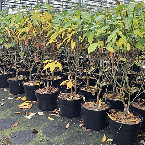 Syringa (V) 'Agnes Smith' 60-80 cm 7,5L