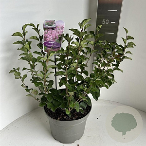 Syringa meyeri Flowerfesta Pink 40-50 cm 5,0L