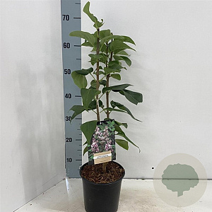 Syringa v. Beauty of Moscow 30-40 cm 2,0L