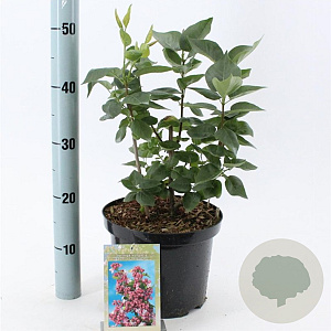 Syringa v. 'Katherine Havemeyer' 40-50 cm 5,0L
