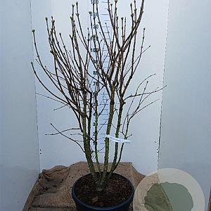 Syringa v. 'Mme Lemoine' 125-150 cm 35L najaarspotting