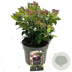 Viburnum tinus 25-30 cm 2,0L