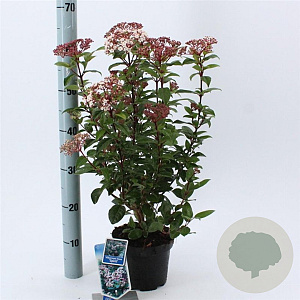 Viburnum tin. Spirit 25-30 cm 2,0L