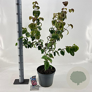 Cornus k. 'Satomi' 60-80 cm 7,5L