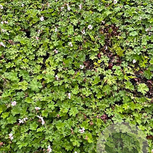 Geranium cant. 'Biokovo' GM 2,0L