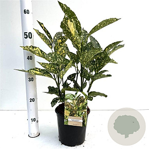 Aucuba jap. 'Crotonifolia' 25-30 cm 2,5L