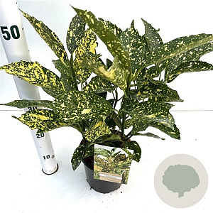 Aucuba jap. 'Crotonifolia' 25-30 cm 2,5L