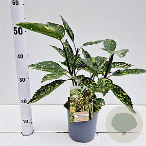 Aucuba jap. 'Crotonifolia' 30-40 cm 2,5L