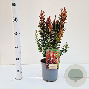 Berberis thunb. 'Red Rocket' 30-40 cm 2,5L