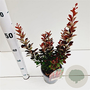Berberis thunb. 'Red Rocket' 30-40 cm 2,5L