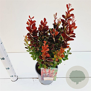Berberis thunb. 'Red Rocket' 30-40 cm 2,5L