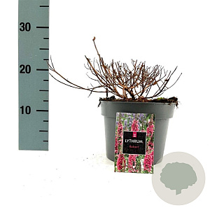 Lythrum sal. 'Robert' GM 2,0L