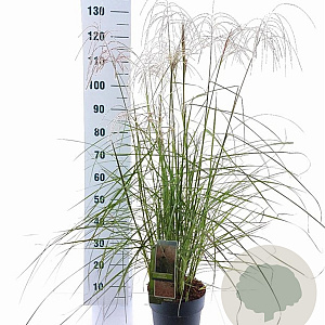Miscanthus sin. Pink Cloud GM 6,5L
