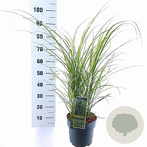 Miscanthus sin. 'Strictus' 50-80 cm 6,5L