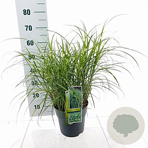 Miscanthus sin. 'Strictus' 50-80 cm 6,5L