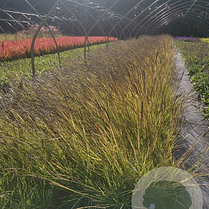 Sesleria autumnalis GM P9