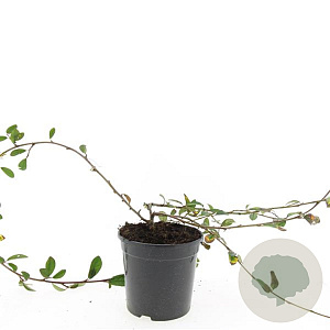 Cotoneaster dam. 'Gelre' GM 1.5