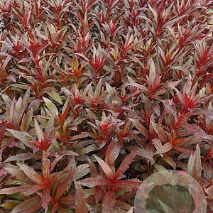 Lobelia 'Queen Victoria' GM 2,0L