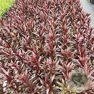 Lobelia 'Queen Victoria' GM 2,0L