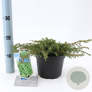Juniperus comm. 'Green Carpet' 20-25 cm 3,0L