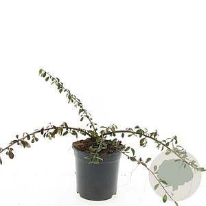 Cotoneaster radicans 'Eichholz' GM 1.5