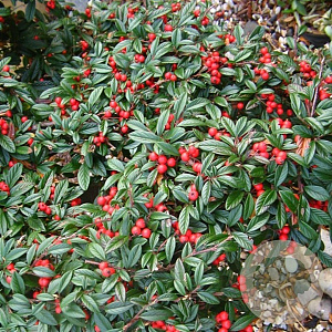 Cotoneaster sal. 'Gnom' GM 1.5
