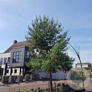 Pinus sylvestris 80-100 cm 5,0L