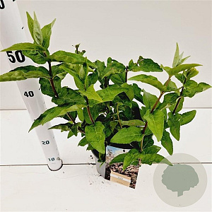 Deutzia scabra 30-40 cm 2,5L