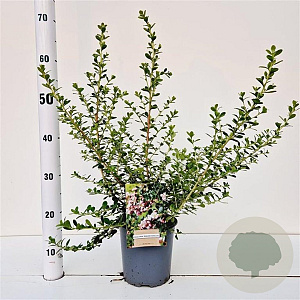 Escallonia 'Donard Seedling' 30-40 cm 2,5L