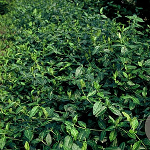 Euonymus fort. 'Dart's Blanket' GM 1.5