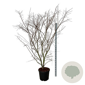 Acer pal. Brown Sugar 170-200 cm cont. 55L extra