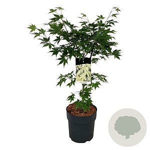 Acer pal. 'Osakazuki' 60-80 cm 10L