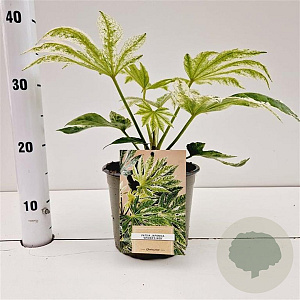 Fatsia japonica 'Spider's Web' 20-25 cm 2,0L