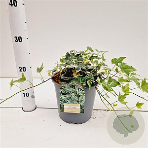 Hedera hel. 'Little Diamond' 30-40 cm 2,5L