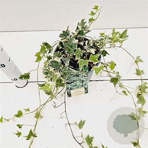 Hedera hel. 'Little Diamond' 30-40 cm 2,5L