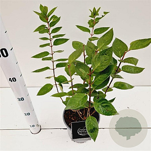 Hydrangea pan. 'Bombshell' 25-30 cm 2,5L