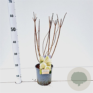 Hydrangea pan. Skyfall 30-40 cm 2,5L