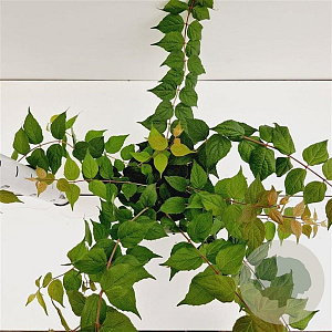 Kolkwitzia amabilis 30-40 cm 2,5L