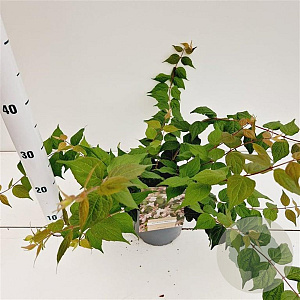 Kolkwitzia amabilis 30-40 cm 2,5L