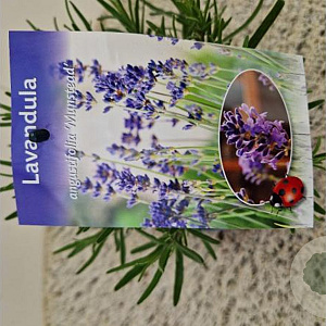 Lavandula ang. 'Munstead' GM 1.5