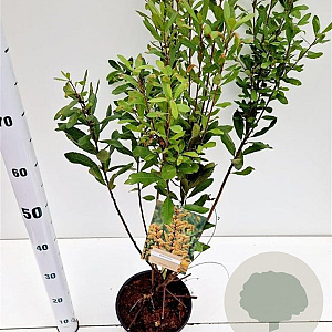 Myrica gale 30-40 cm 3,0L
