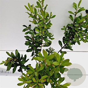 Myrica gale 30-40 cm 3,0L