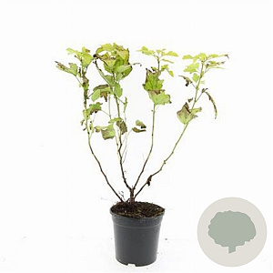 Physocarpus opulif. 'Dart's Gold' GM 1.5