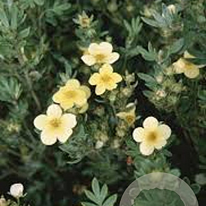 Potentilla f. 'Maanelys' GM 1.5