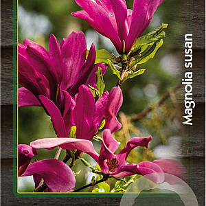 Magnolia 'Susan' 40-50 cm 3,0L