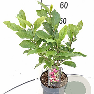 Magnolia 'Susan' 40-50 cm 3,0L