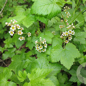 Ribes glandulosum GM 1.5